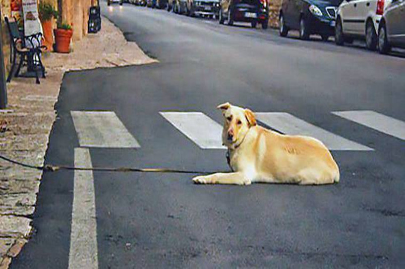 成考一年有几次报名机会 流程是怎样的